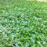 báo giá trồng cỏ sân vườn, dịch vụ trồng cỏ giá rẻ Bình Dương, loại cỏ sân vườn giá rẻ, đơn vị trồng cỏ uy tín giá rẻ