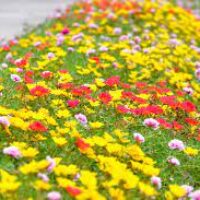 Images (2)