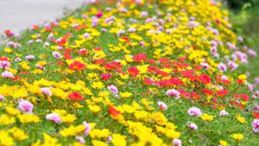 Images (2)