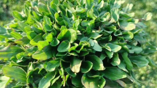 Thiết kế chưa có tên (5)