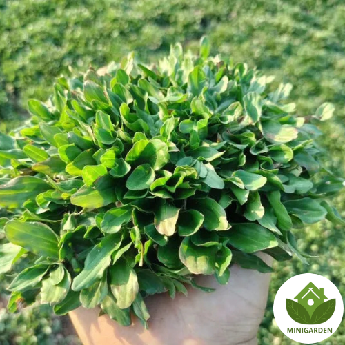 Thiết kế chưa có tên (5)